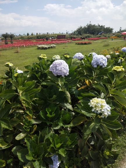 云海芳草千亩花卉博览园