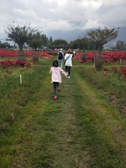 云海芳草千亩花卉博览园