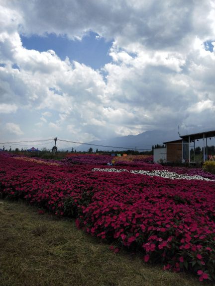 云海芳草千亩花卉博览园