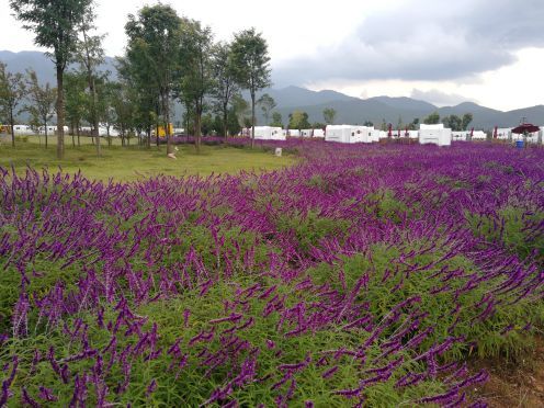 雪山玫瑰庄园(玉泉路店)