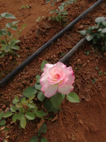 雪山玫瑰庄园(玉泉路店)