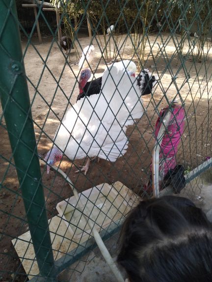 五龙山野生动物王国