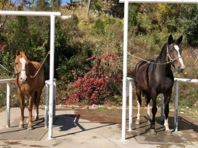 奔腾年代马术俱乐部