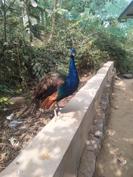 五龙山野生动物王国