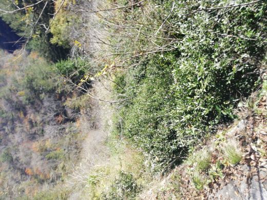 桃花冲森林公园