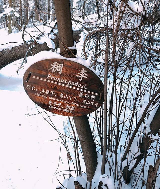 亚布力阳光度假村滑雪场