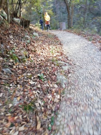 桃花冲森林公园