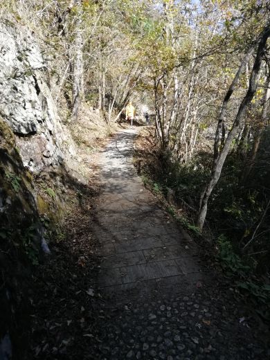 桃花冲森林公园