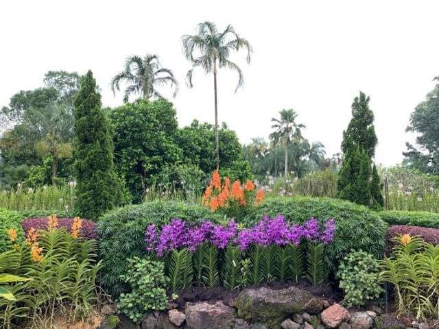 新加坡国家胡姬园