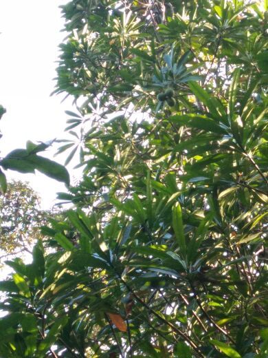 海南热带植物园