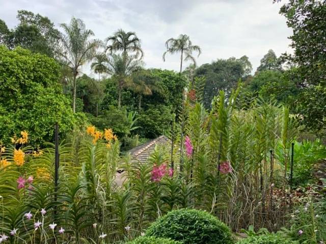 新加坡国家胡姬园