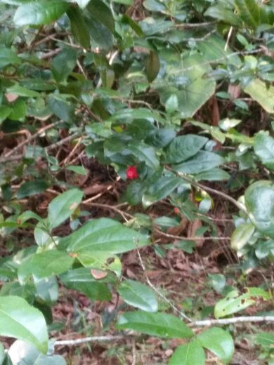 海南热带植物园