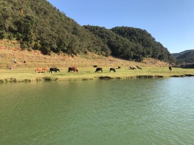 凤龙湾薰衣草庄园