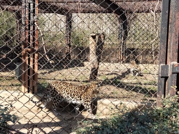 合肥野生动物园