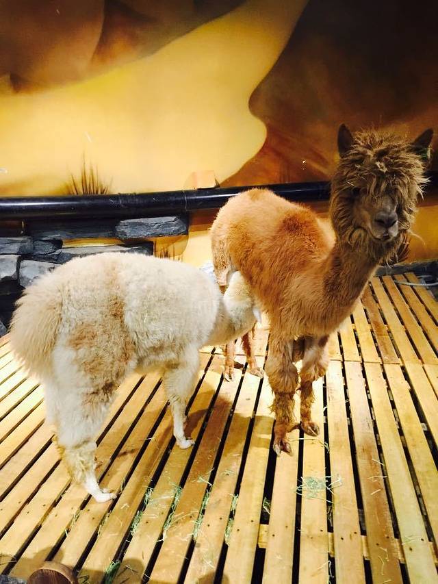 天津zoonly动物主题公园