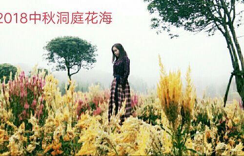 常德洞庭玫瑰花海