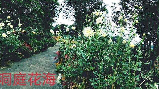 常德洞庭玫瑰花海