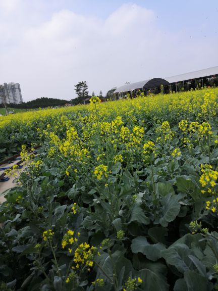 迪茵湖田家舍生态农场