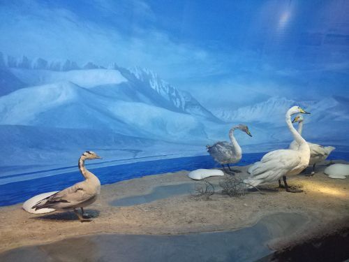 青藏高原自然博物馆