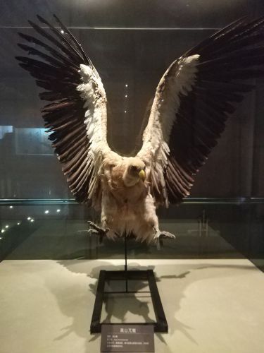 青藏高原自然博物馆