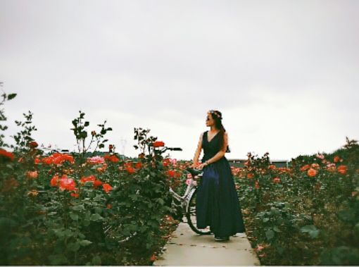 常德洞庭玫瑰花海