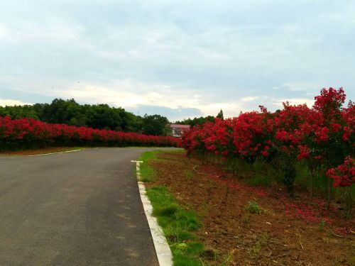 常德洞庭玫瑰花海