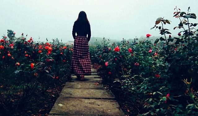 常德洞庭玫瑰花海