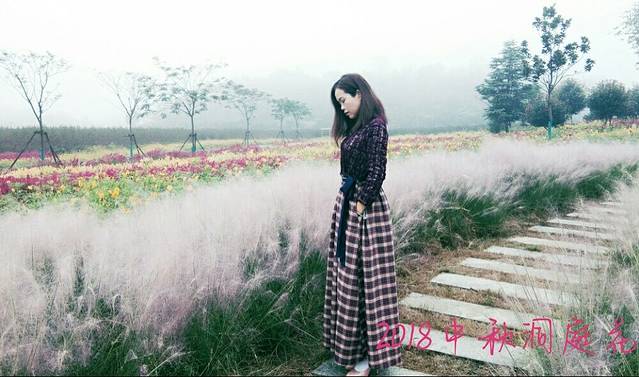 常德洞庭玫瑰花海