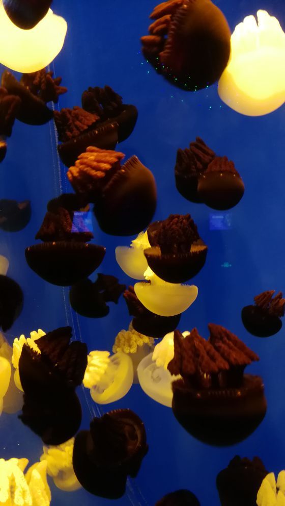 南宁极地海洋世界