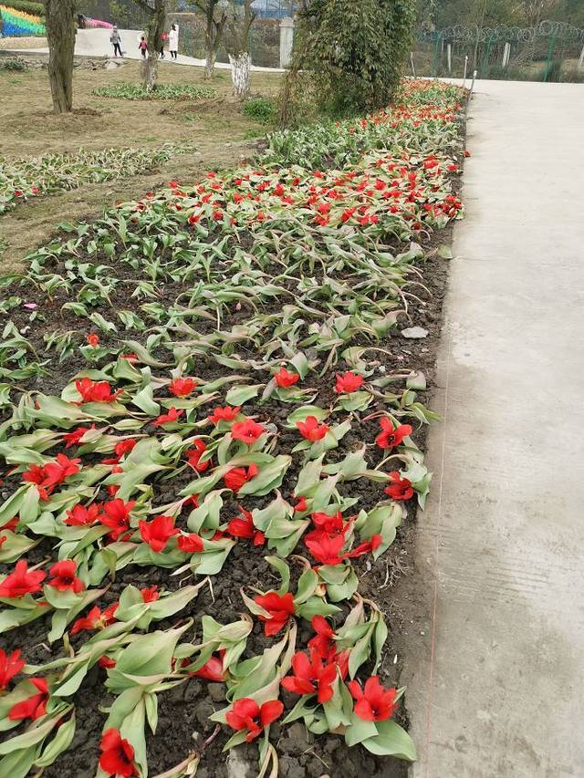 都江堰·玫瑰花溪谷