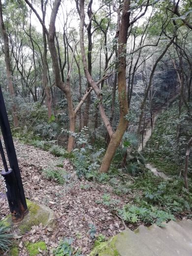 岳阳金鹗山公园