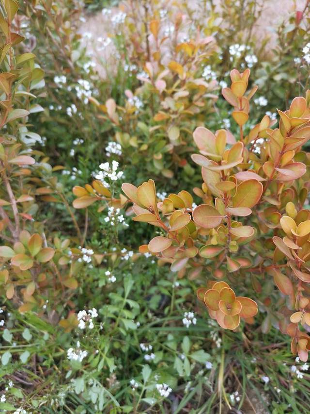 都江堰·玫瑰花溪谷