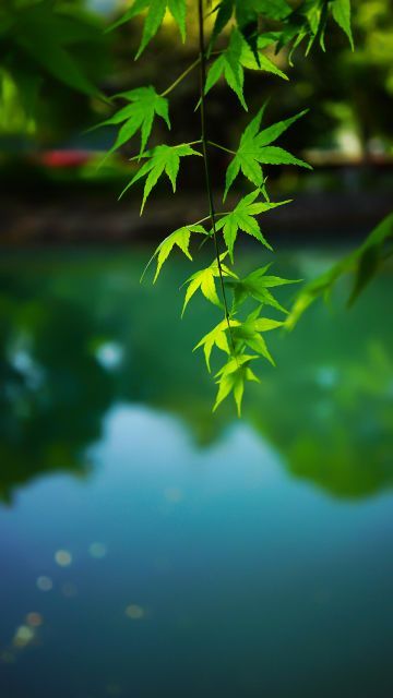 刘老根大舞台(南京路分部)