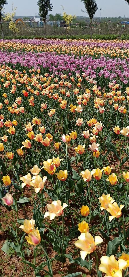 豪泽国际郁金香花海欢乐城