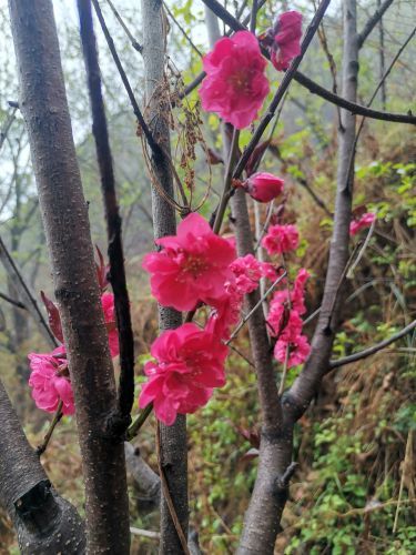 庆阳普罗旺斯薰衣草庄园