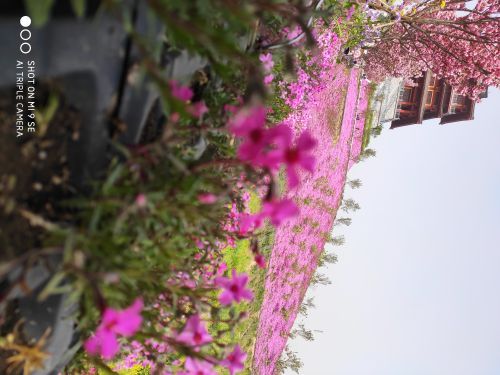 古柏渡飞黄旅游区