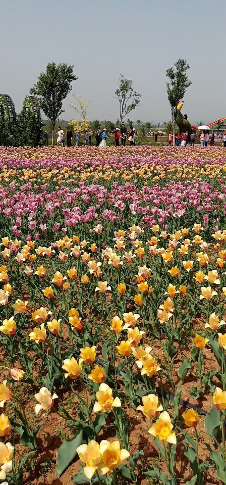 豪泽国际郁金香花海欢乐城