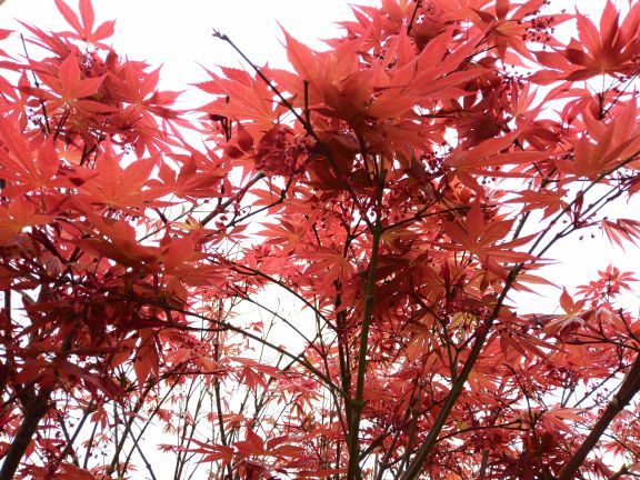 南湖多彩植物园