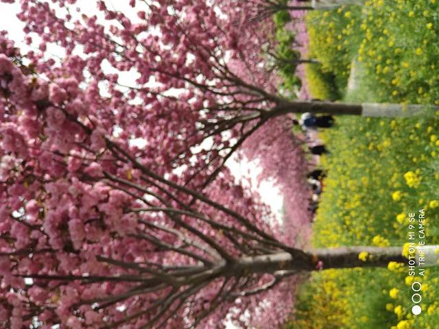 古柏渡飞黄旅游区