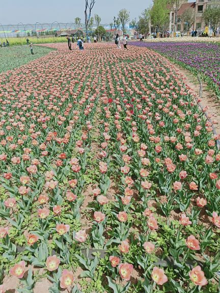 豪泽国际郁金香花海欢乐城