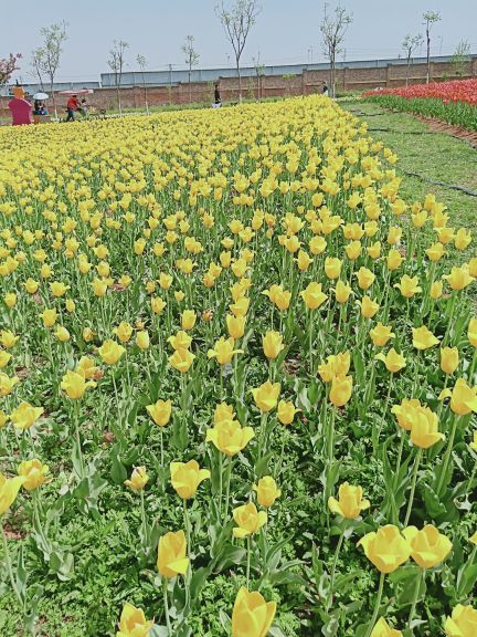 豪泽国际郁金香花海欢乐城