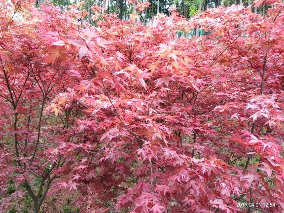 南湖多彩植物园