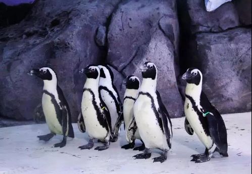 寿光极地海洋世界