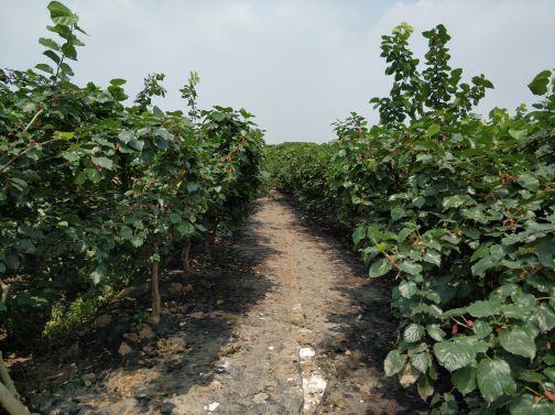 旭景农业科技园