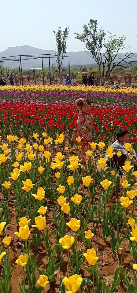 豪泽国际郁金香花海欢乐城