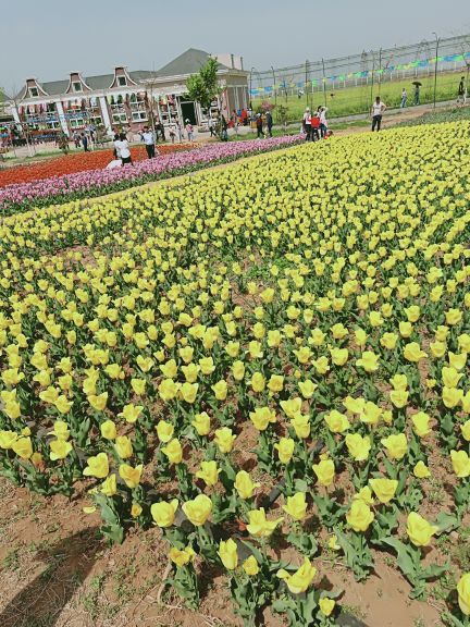 豪泽国际郁金香花海欢乐城