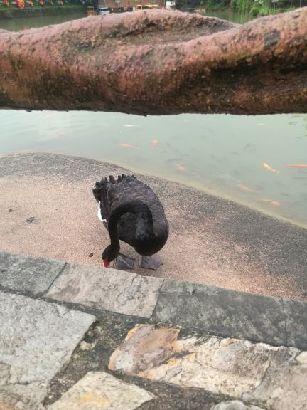 紫莲森林度假村