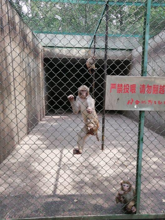 合肥野生动物园