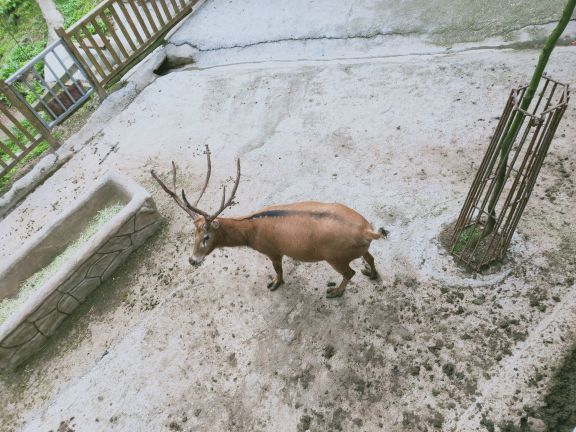 贵州森林野生动物园