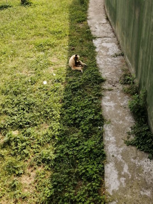 合肥野生动物园